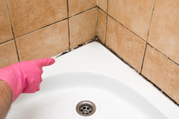Best Mold Remediation  in Cedar Glen Lakes, NJ