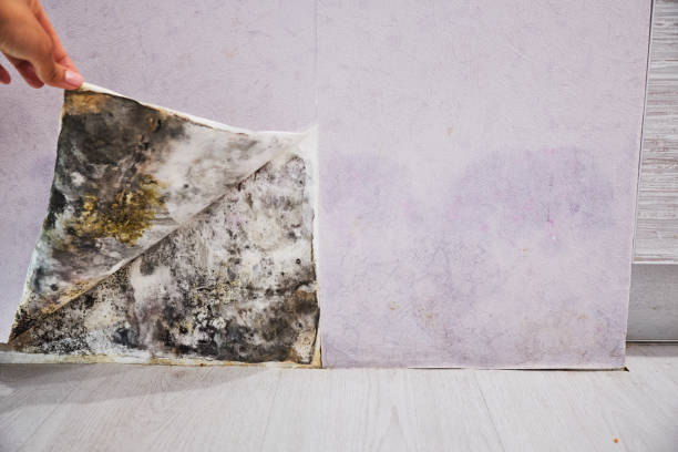 Best Toxic Mold Removal  in Cedar Glen Lakes, NJ
